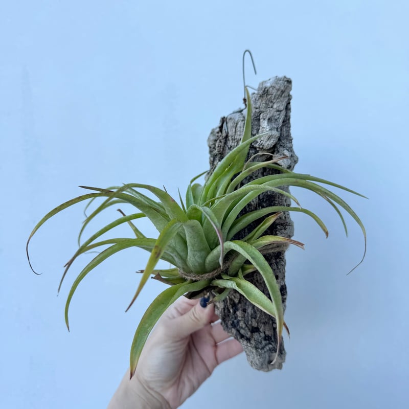 現品・即購入OK】チランジア・カピタータ クランプ 群生 特大 全幅約