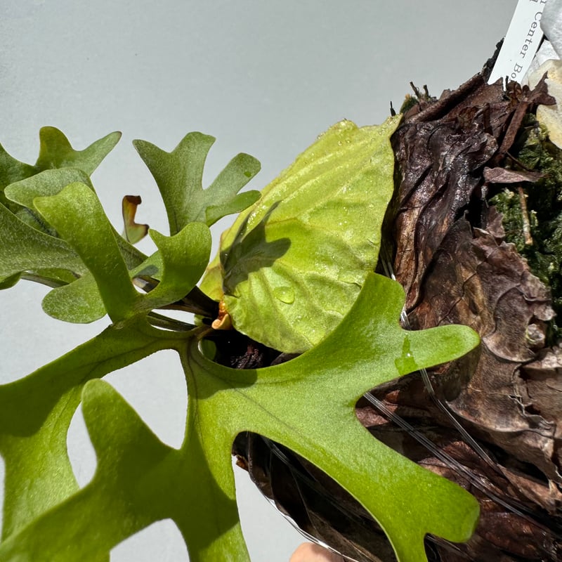 ビカクシダ・リドレイ | NINA