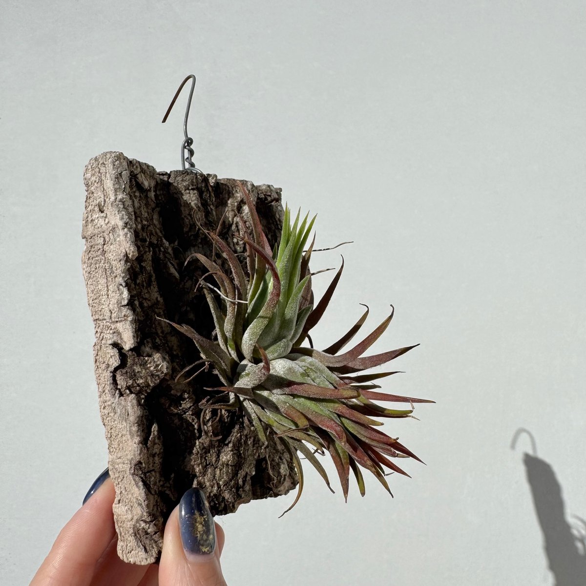 チランジア・イオナンタ | NINA