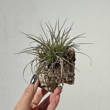 ストリクタ | STORES