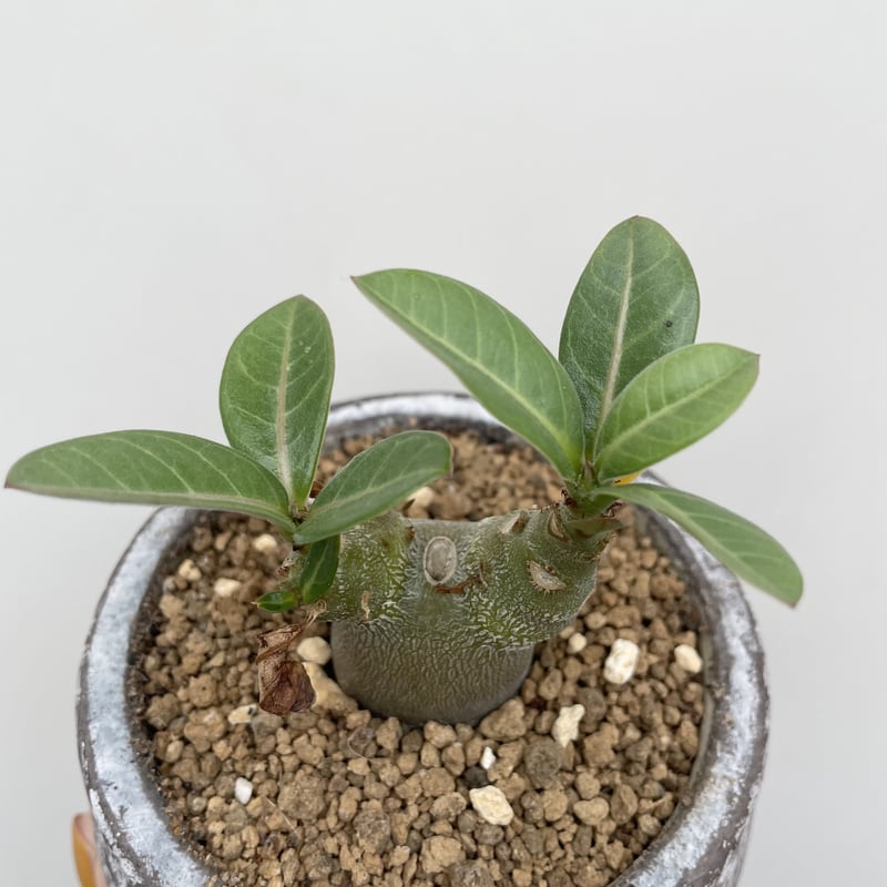 アデニウム・オベスム | NINA