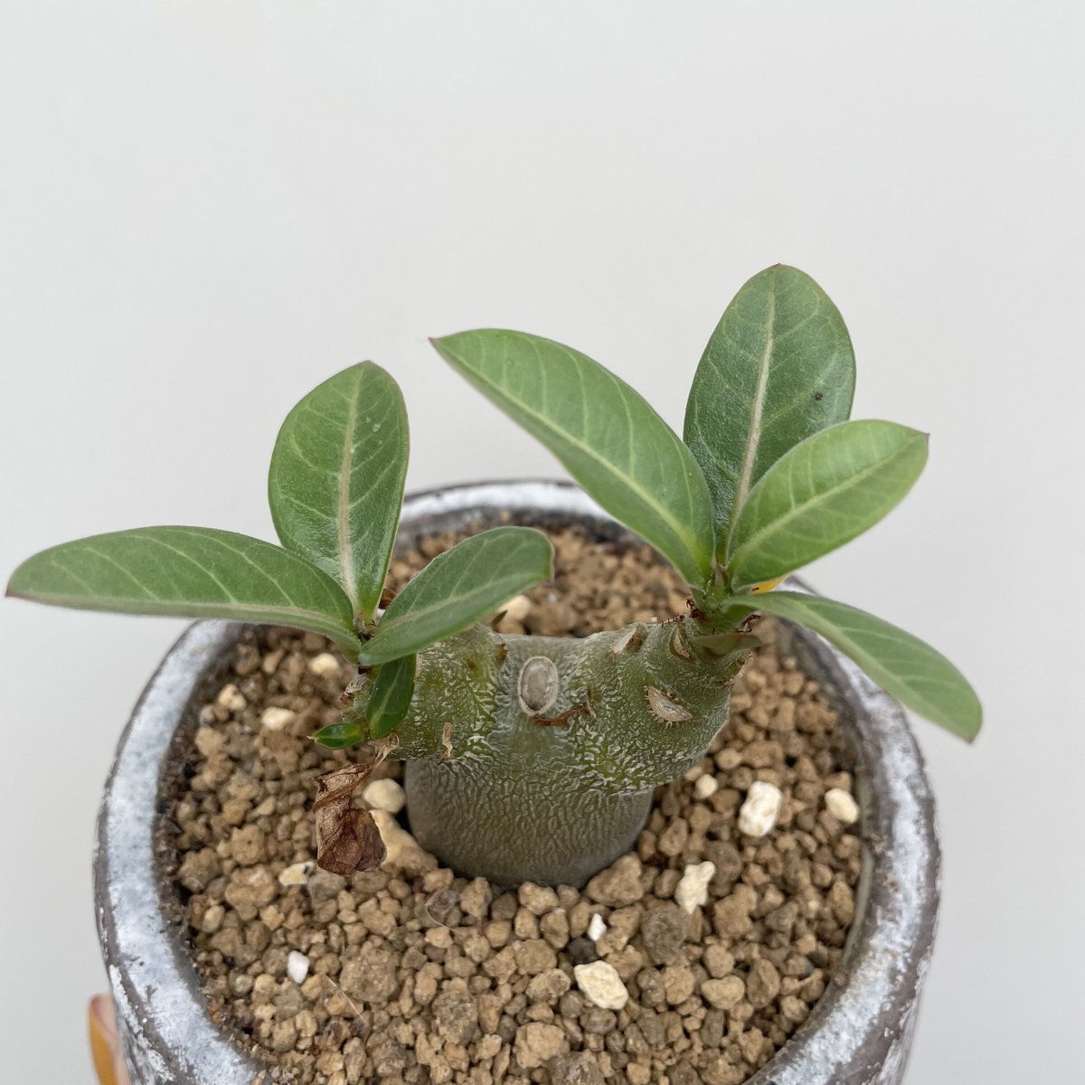 アデニウム・オベスム | NINA