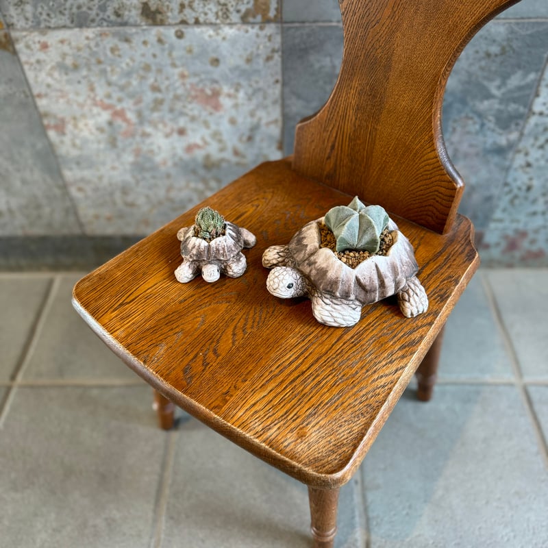 亀の親子【親亀】 | NINA