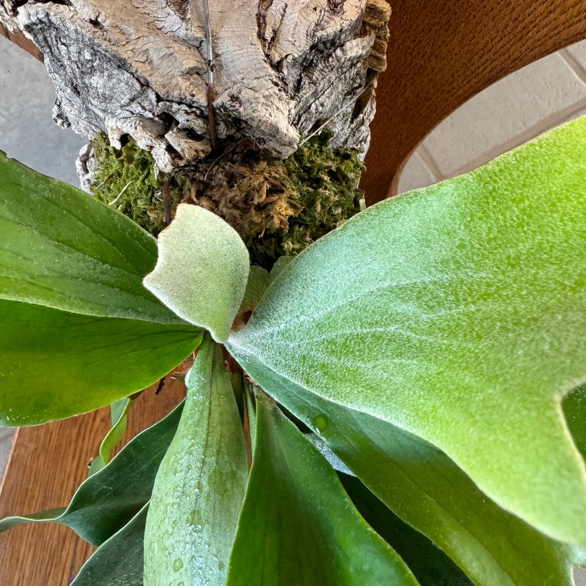 ビカクシダ | NINA