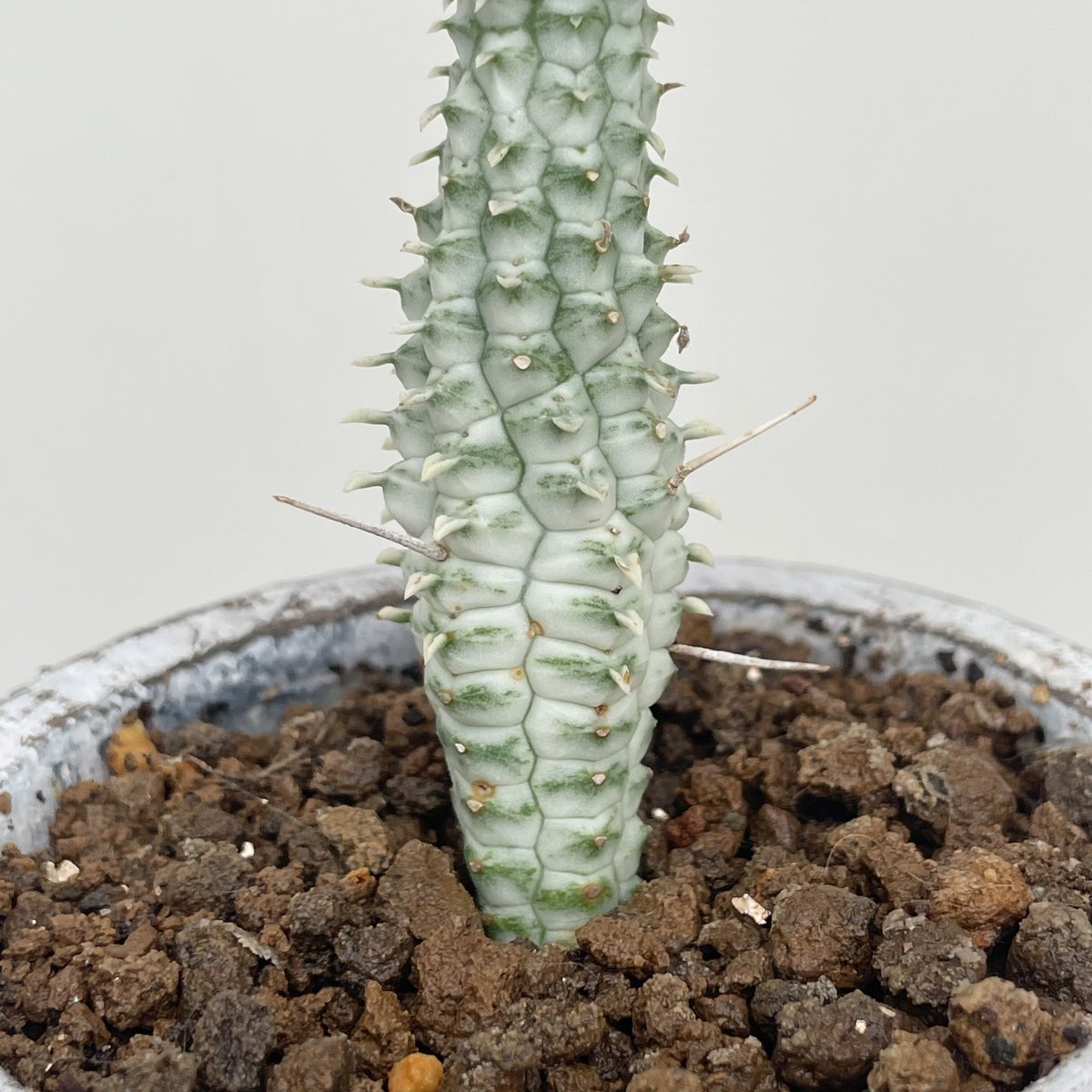 ユーフォルビア・マミラリス | NINA