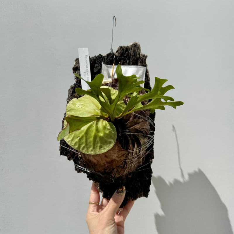 ビカクシダ・リドレイ | NINA