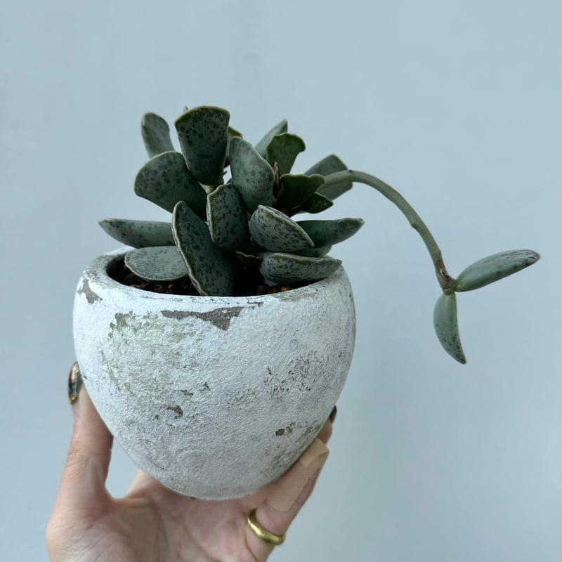 アドロミクス・天錦章 | NINA