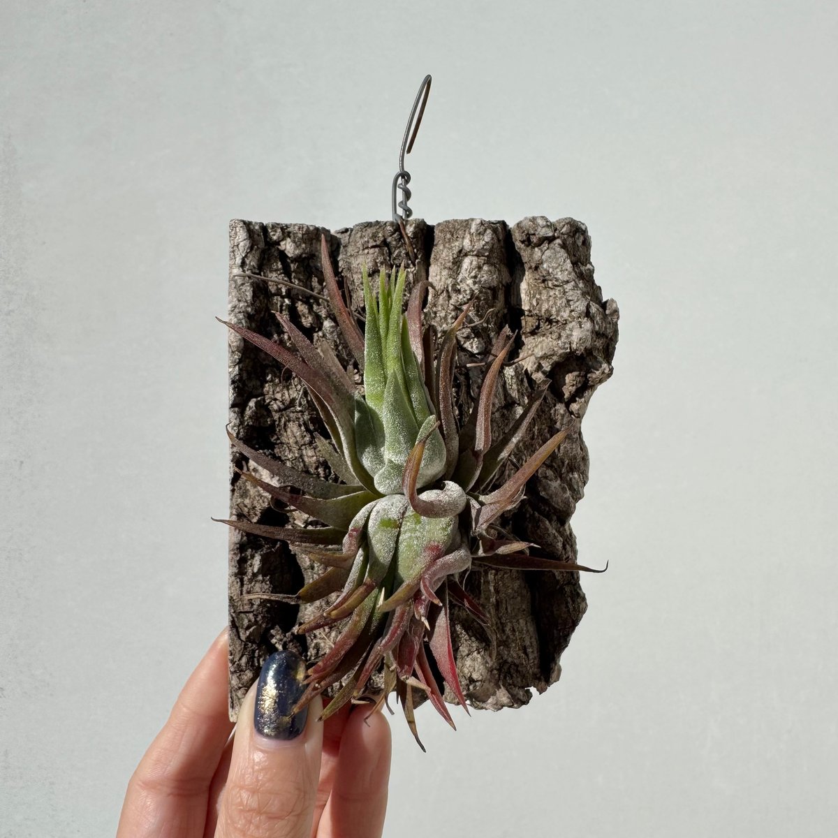 チランジア イオナンタ ニザンダ チランジア イオナンタ ニザンダ Tillandsia ionantha Nizanda