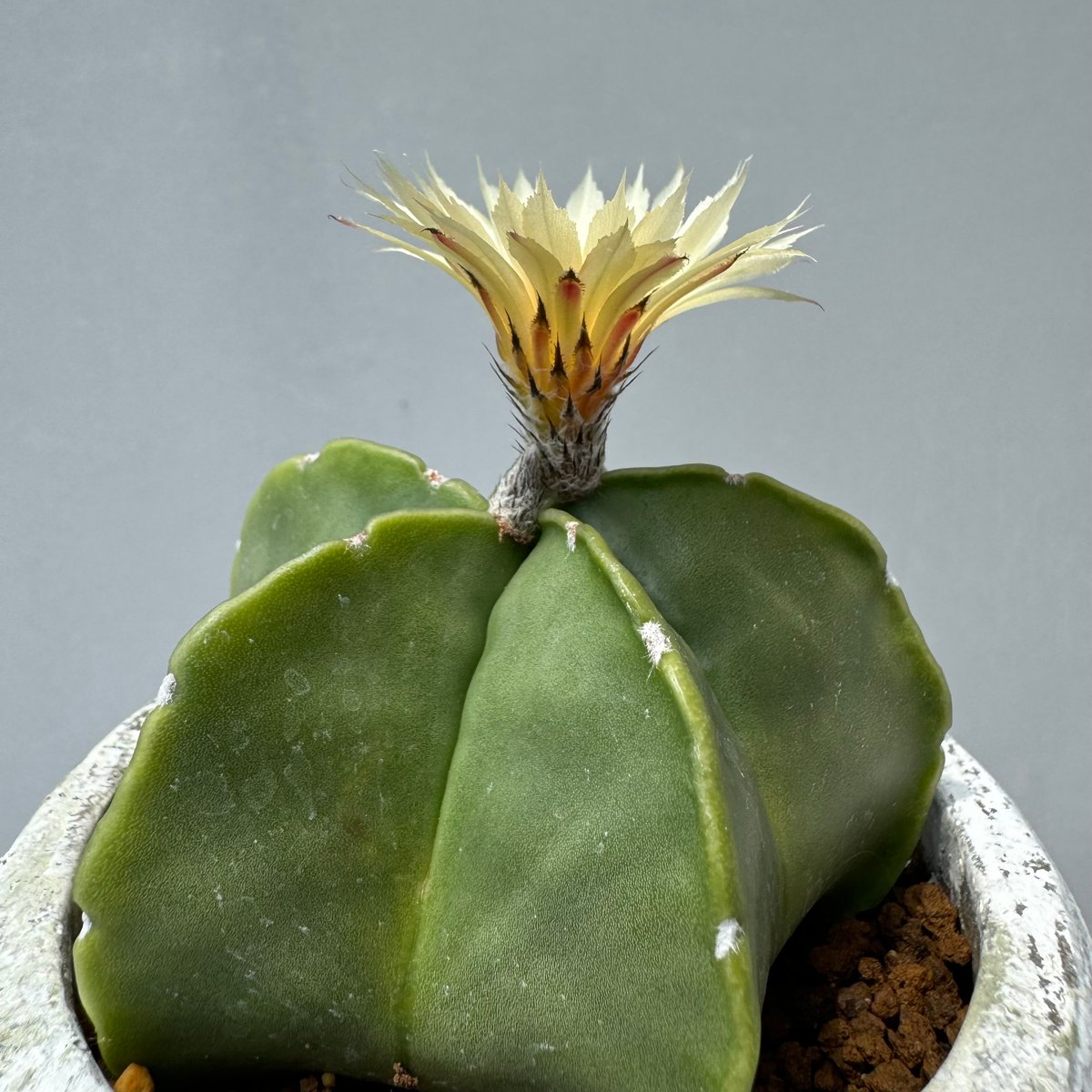 fit=scale-down,w=1200