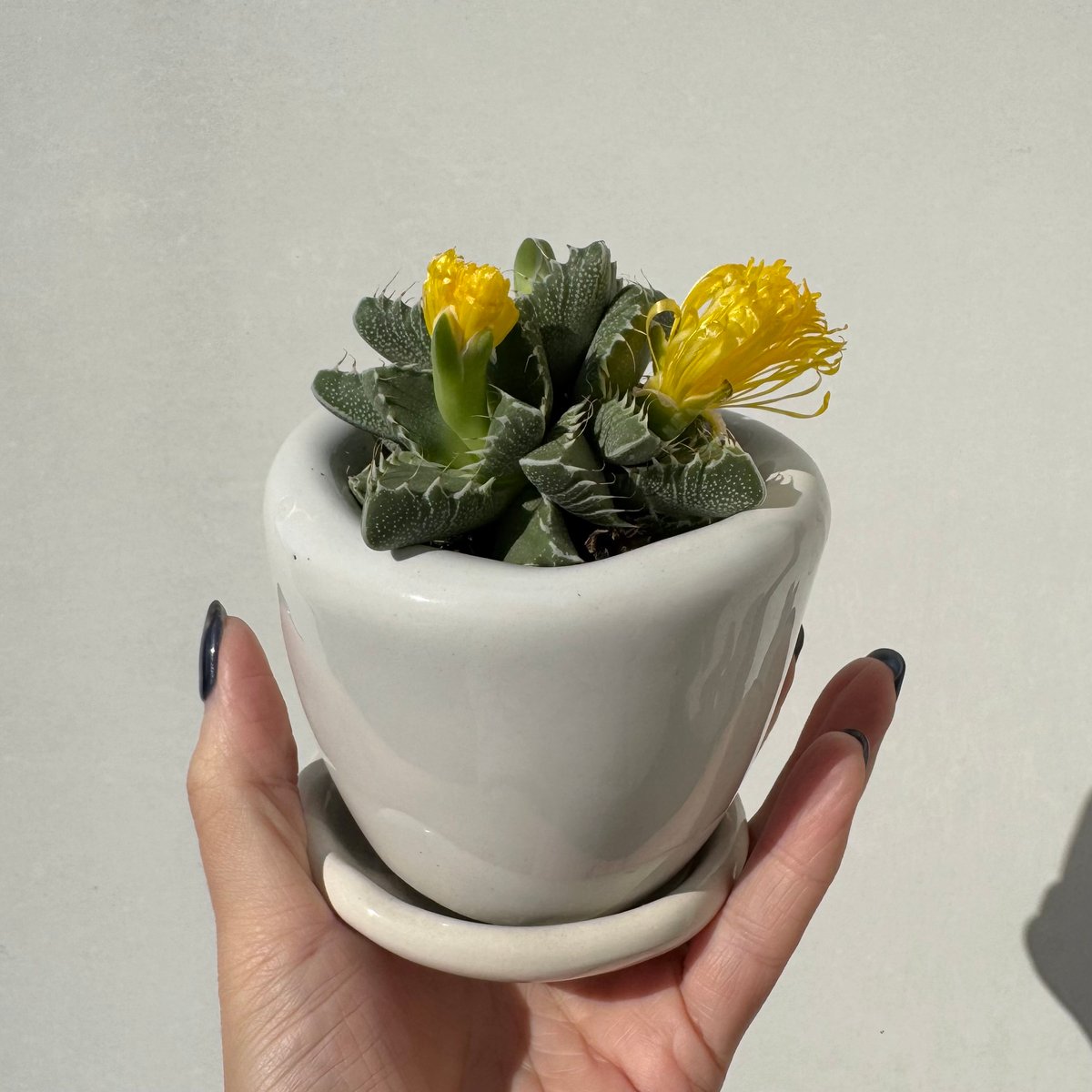 レア✨フォーカリア　鯨皮　抜き苗 レア✨フォーカリア鯨皮抜き苗