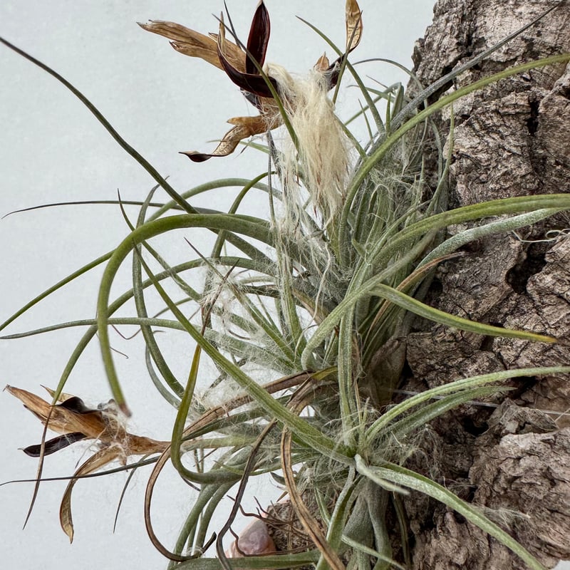 【＊Lemon＊】ティランジア実生株 3点 Lemon＊】ティランジア実生株 3点 Lemon＊】ティランジア実生株 3点