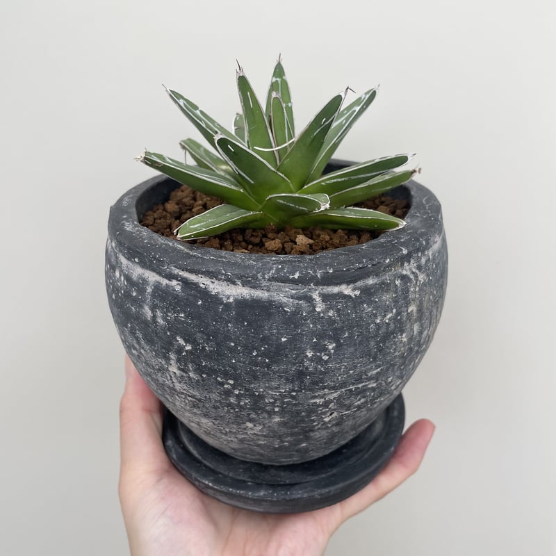 アガベ・笹の雪 | NINA