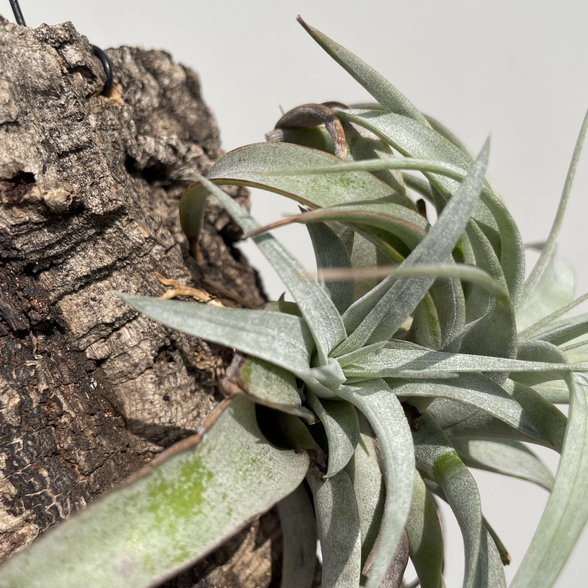 チランジア Kraken 子株つき 【公式通販】