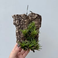 ＊Instagram開設記念＊　超希少品種　ドミンゴズ　フンキアナ　チランジア チランジア フンキアナ【990】 | PROTOLEAF プロトリーフ
