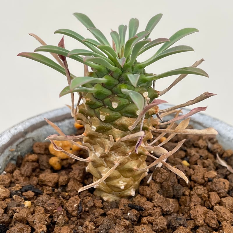 ユーフォルビア・カイマギョク | NINA