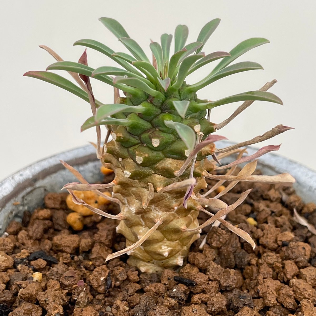 ユーフォルビア・カイマギョク | NINA