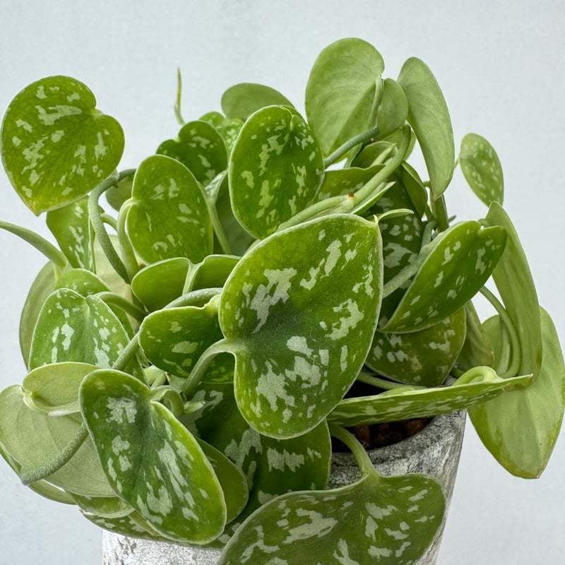 スキンダプサス・ピクタス・アルギレウス | NINA