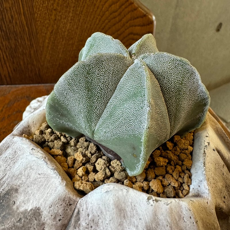 亀の親子【親亀】 | NINA