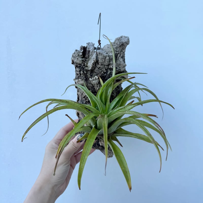 現品・即購入OK】チランジア・カピタータ クランプ 群生 特大