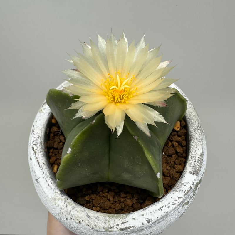 アストロフィツム　ランポー玉　斑入り　超大株 アストロフィツム ランポー玉 斑入り 超大株 玉 サボテン