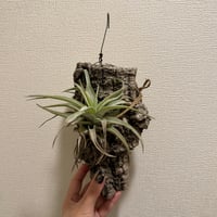 レア✨フォーカリア　鯨皮　抜き苗 レア✨フォーカリア 鯨皮 抜き苗