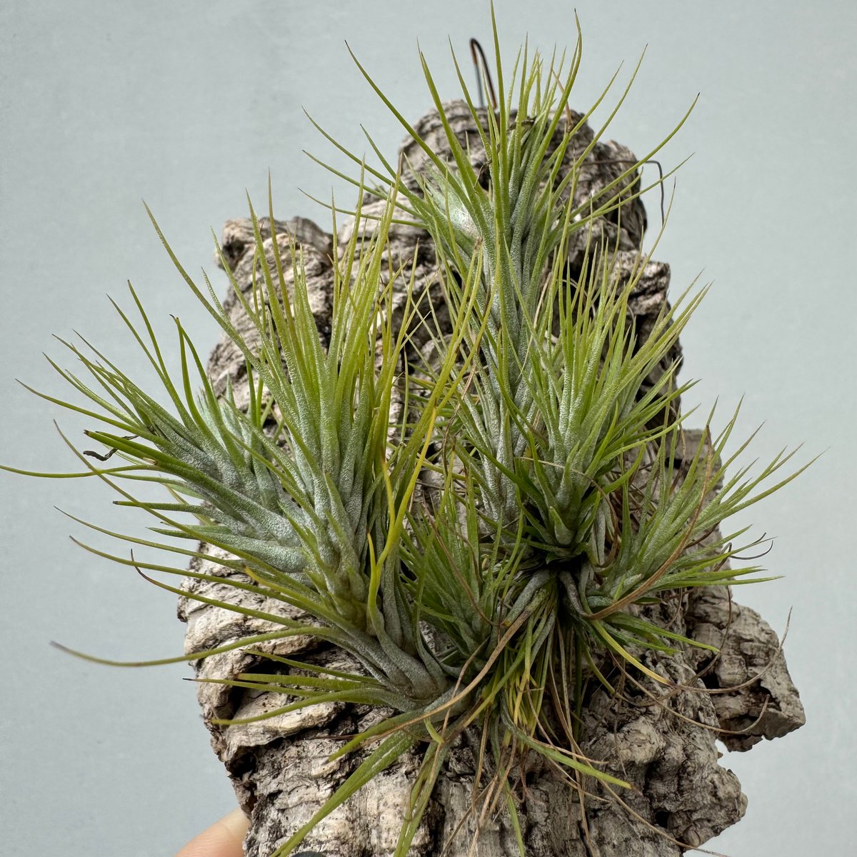ジ*♪様 チランジア・フンキアナXXL チランジア・フンキアナ XL - 植物と暮らす m-plant