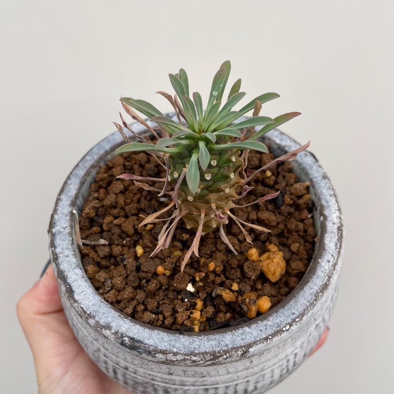 ユーフォルビア・カイマギョク | NINA