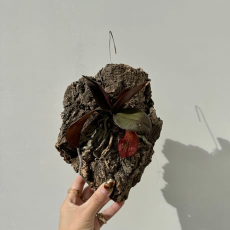 ファレノプシス | STORES