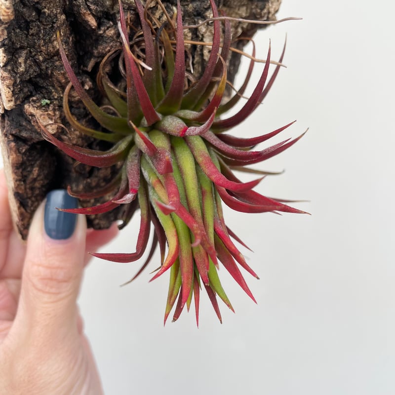 Tillandsia Icy Elf ティランジア アイスエルフ (アイシーエルフ)