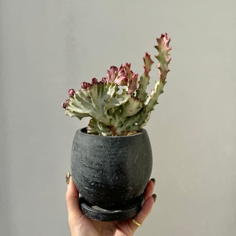 ホワイトゴースト | STORES ホワイトゴースト | STORES