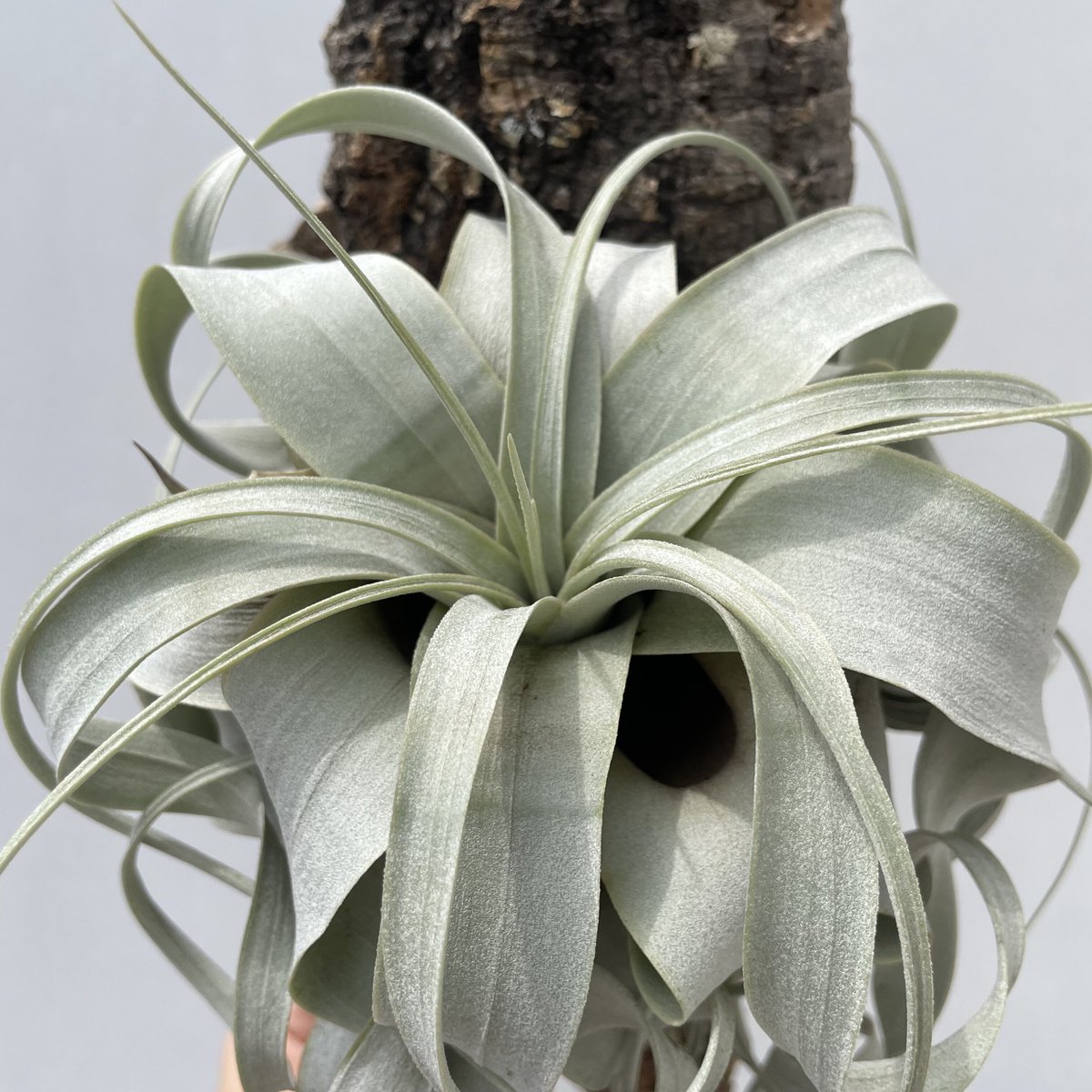 チランジア・キセログラフィカ15株…根っこ生え チランジア・キセログラフィカ15株…根っこ生え チランジア