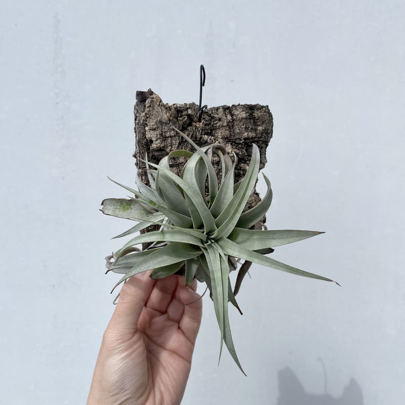 チランジア・キセログラフィカ | NINA