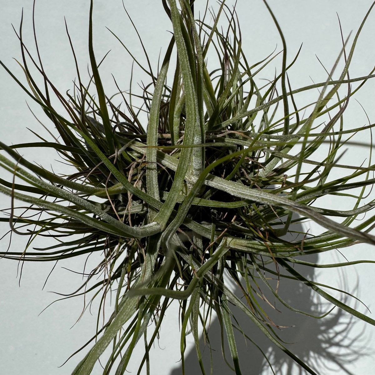 〈菫〉Tillandsia 'カミヤデライト' (シーディアナ　x フンキアナ) チランジア カミヤデライト Tillandsia 'Kamiya Delight' フラワー