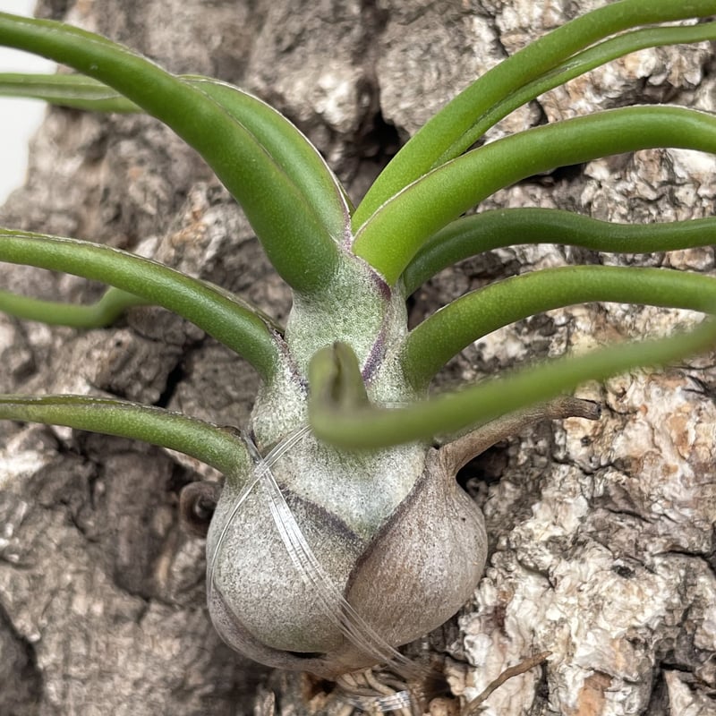 チランジア・ブルボーサ | NINA