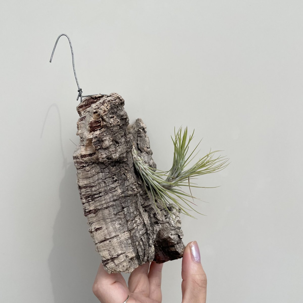 チランジア・フンキアナ | NINA