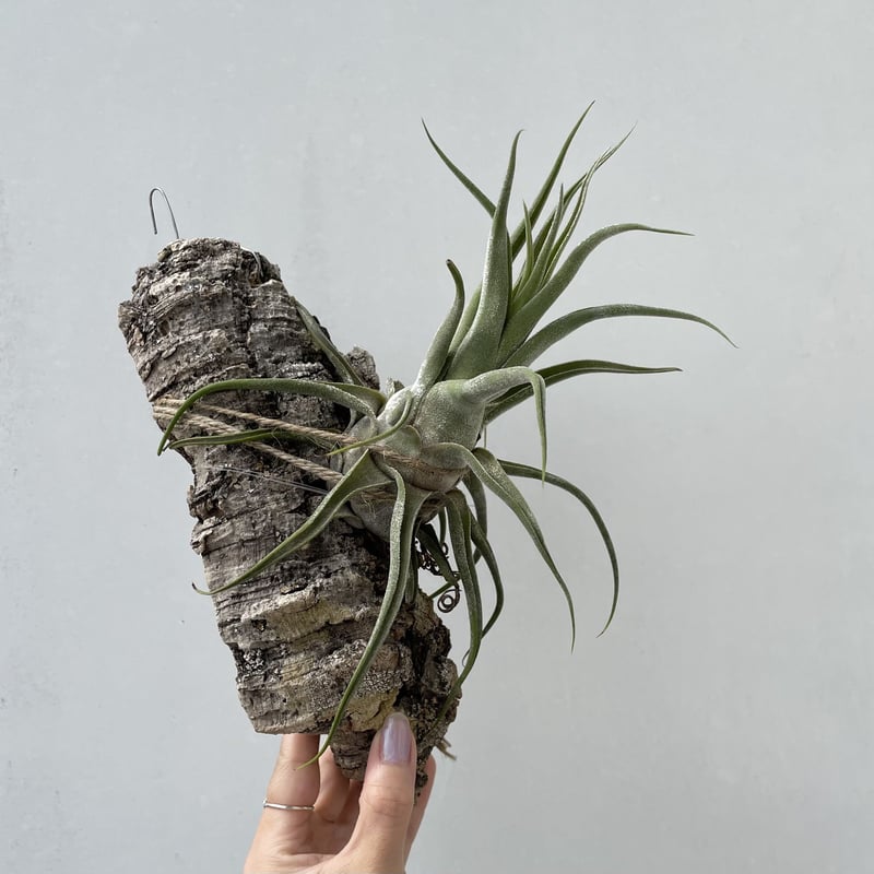 ティランジア・セレリアナ hyb | NINA