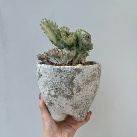 ユーフォルビアホワイトゴースト | STORES