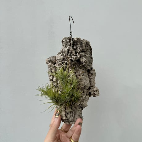 交渉ok (レア)チランジア　フンキアナ　6種類セット 交渉ok (レア)チランジア フンキアナ 6種類セット