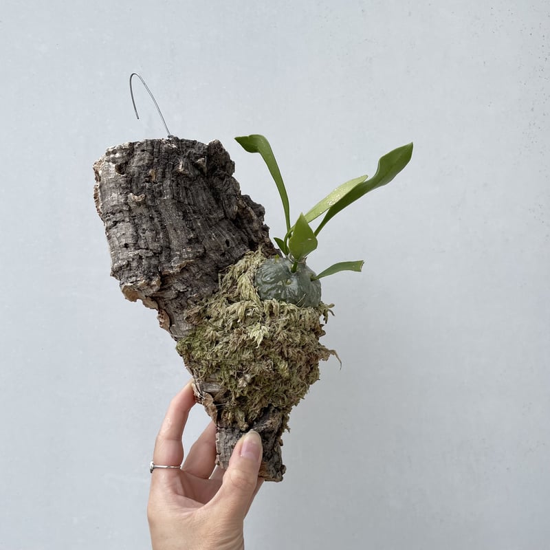 ヒドノフィツム・パプアナム | NINA