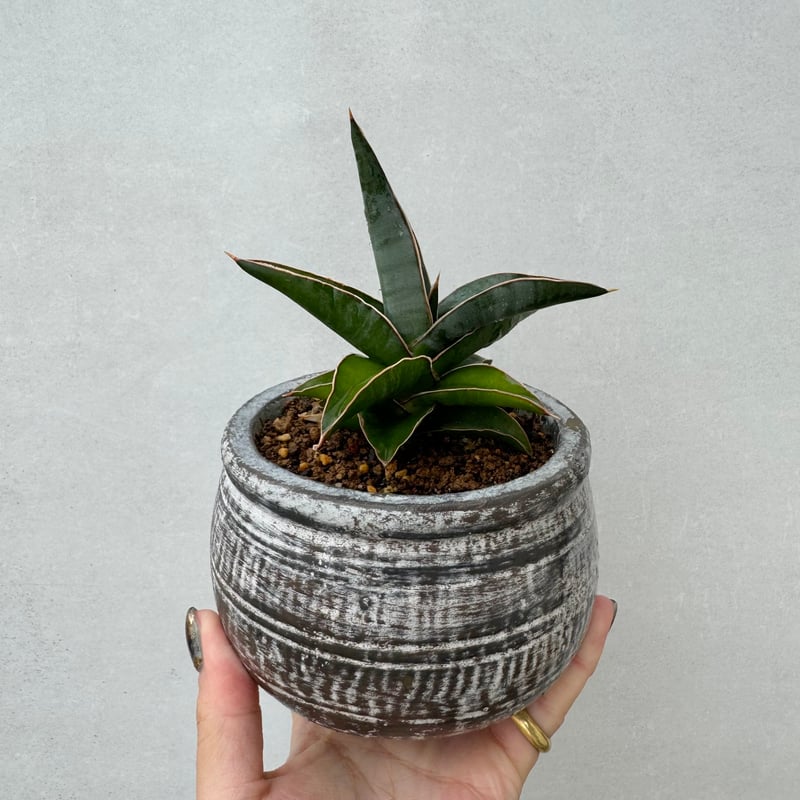 サンセベリア・ロブスタブルー | NINA