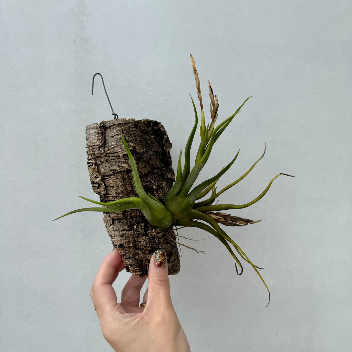 チランジア・カプトメデューサ | NINA