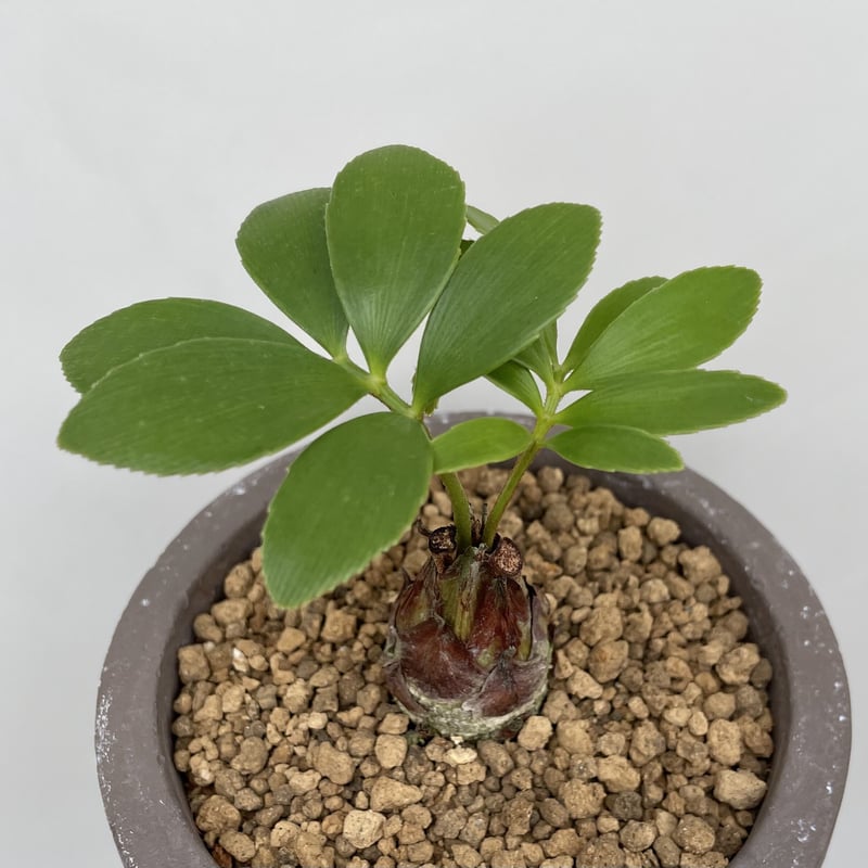 20年育てている希少価値のザミアプミラ