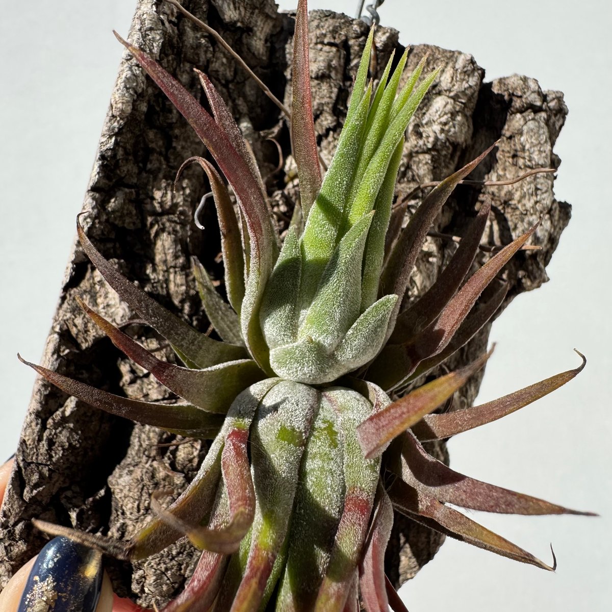 チランジア・イオナンタ | NINA