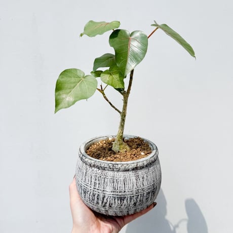 フィカス　ペティオラリス フィカス・ペティオラリス | INERMIS ～perfect plants～