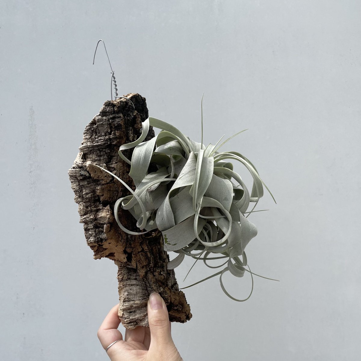 チランジア・キセログラフィカ | NINA