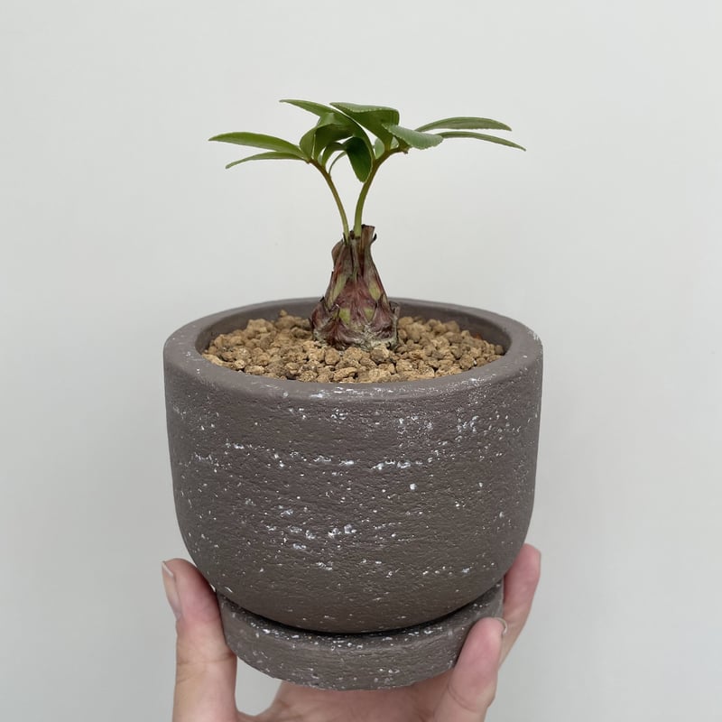 ザミア・プミラ | NINA