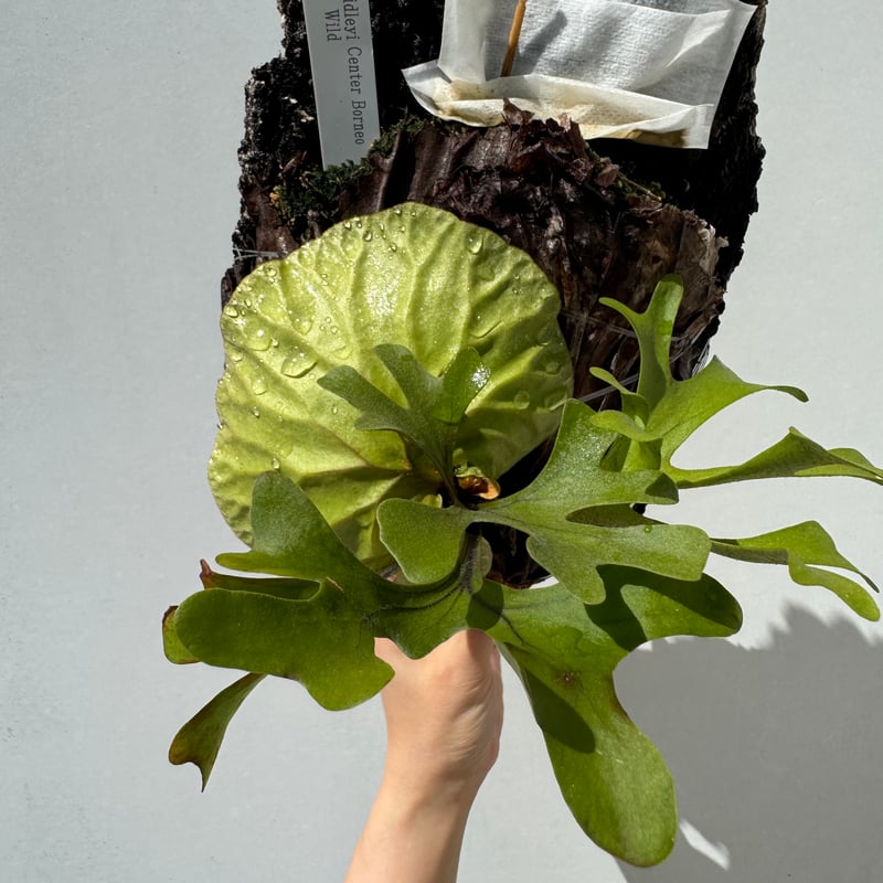 ビカクシダ・リドレイ | NINA