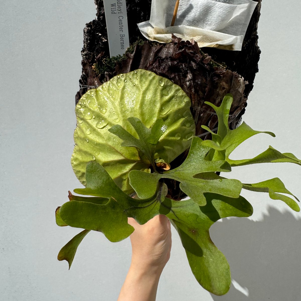 ビカクシダ・リドレイ | NINA