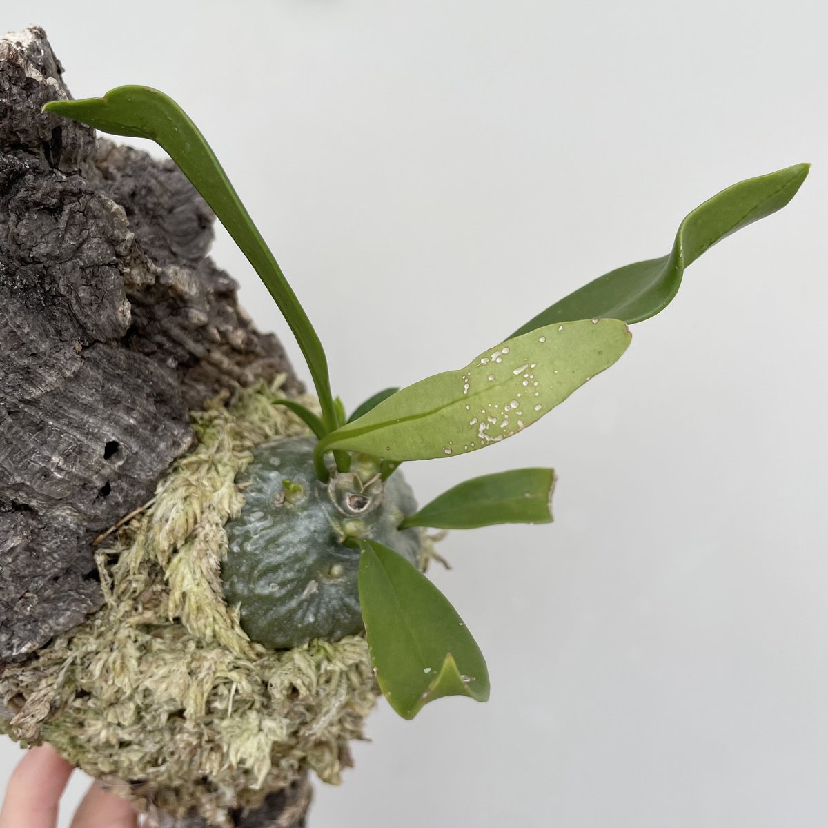 ヒドノフィツム・パプアナム | NINA