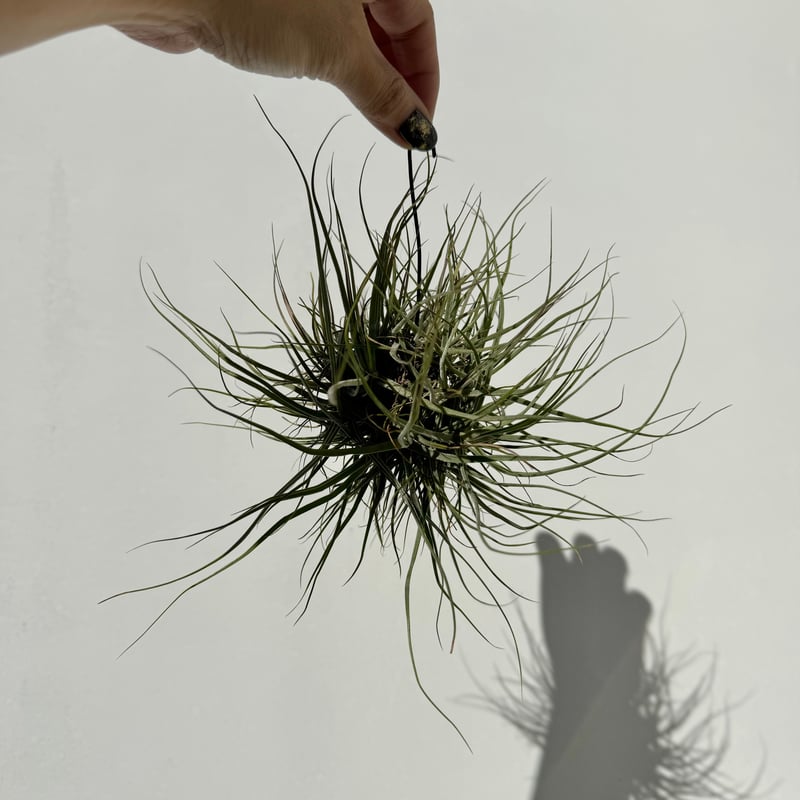 〈菫〉Tillandsia 'カミヤデライト' (シーディアナ　x フンキアナ) チランジア カミヤデライト Tillandsia 'Kamiya Delight' フラワー